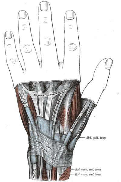 Top

              View of Hand