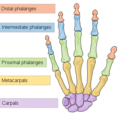 Image of Hand Showing Interphalangeal and
              Carpal Joints