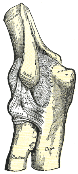 Image of
                Lateral Epicondyle of the Humerous