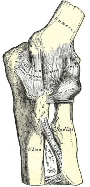 Image of

                Cross-Section of Wrist