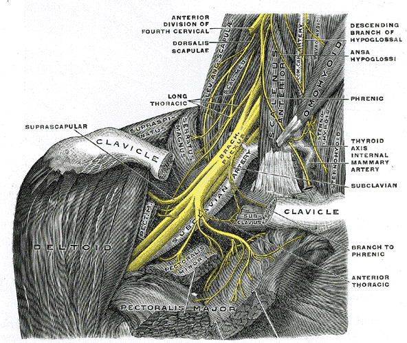 Image of

                Brachial Plexus (Thoracic Outlet Syndrome)