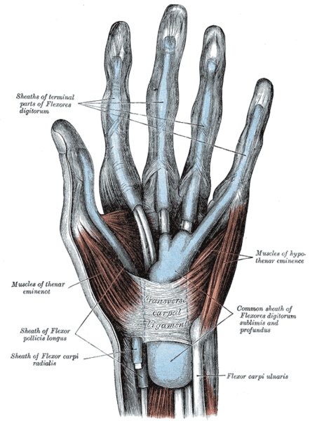 Top View of Hand with Tendons Exposed