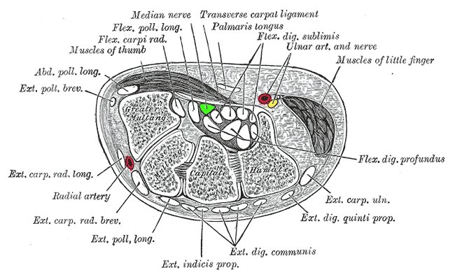 Image of

                  Cross-Section of Wrist