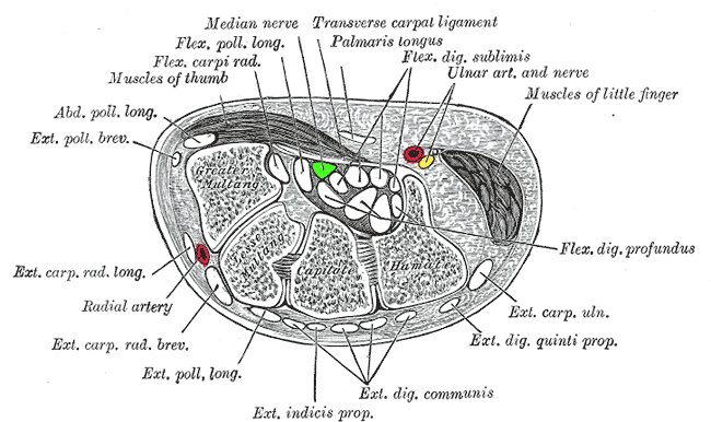 Image of

                Cross-Section of Wrist